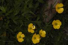 Ranunculus hirtellus